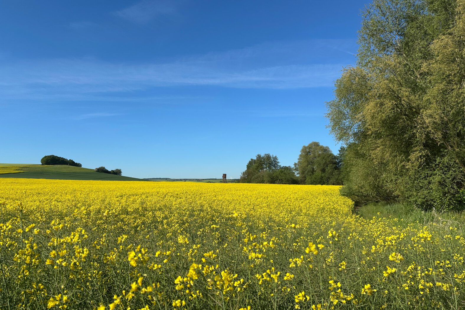 Unterwegs in den Thürer Wiesen