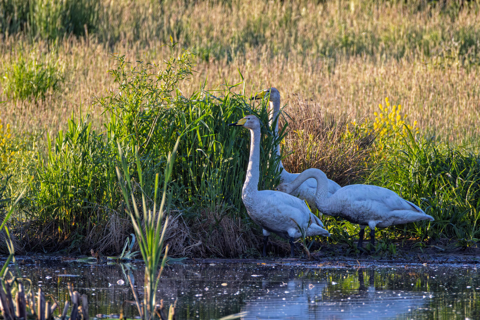 3 Singschwäne haben sich in die Eifel &quot;verflogen&quot;. Auf ihrem Zug vom Nordwesten Europas, wo sie den Winter verbringen, in ihre Brutgebiete nach Skandinavien oder Sibirien ziehen sie eigentlich die Küsten entlang.