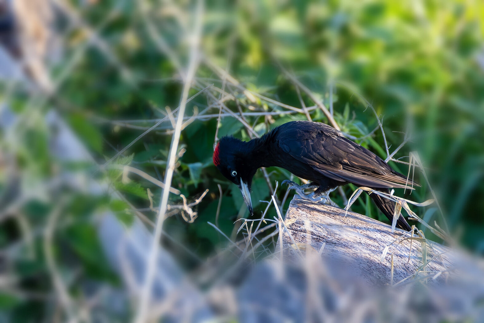 Schwarzspecht - weiblich