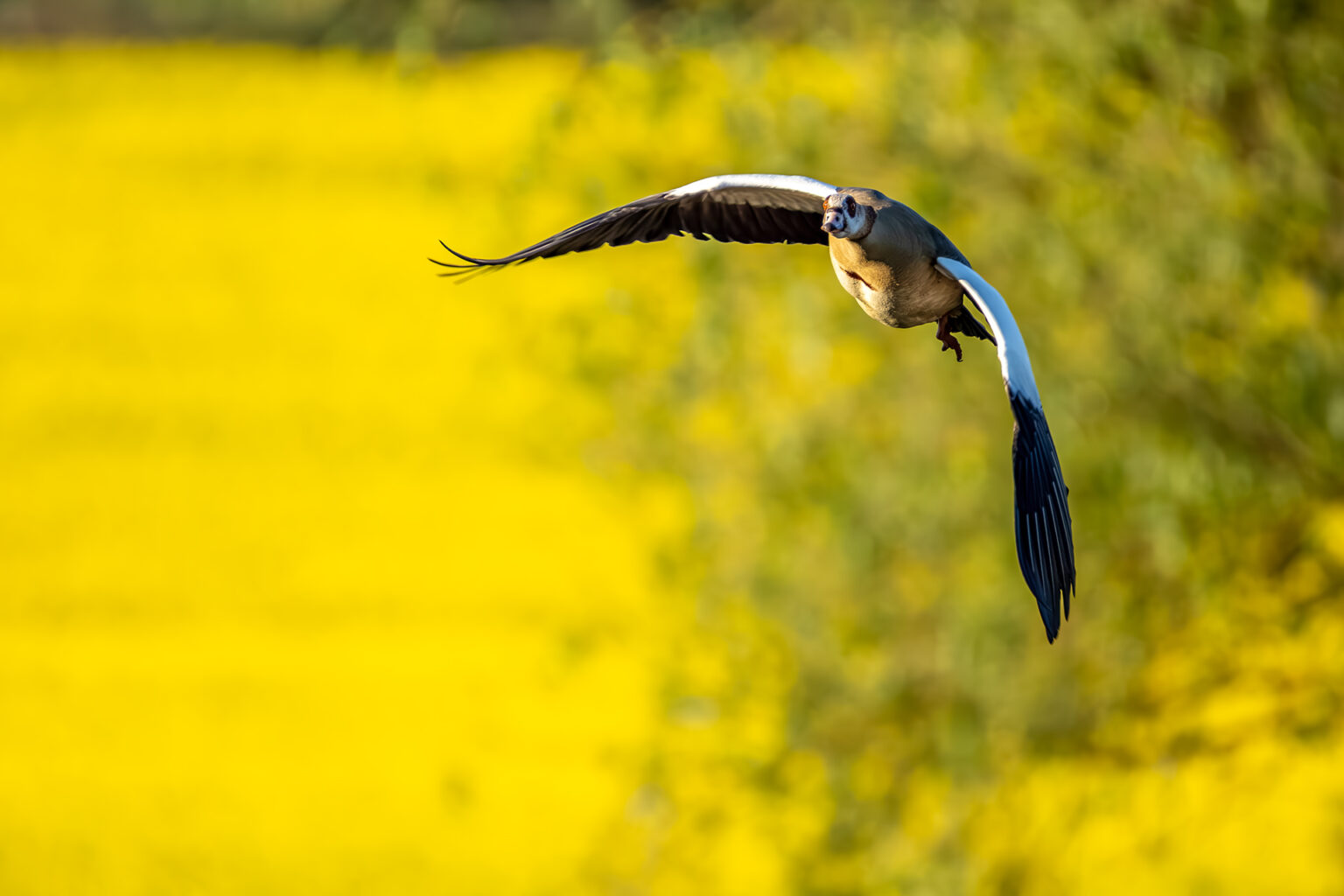 Nilgans