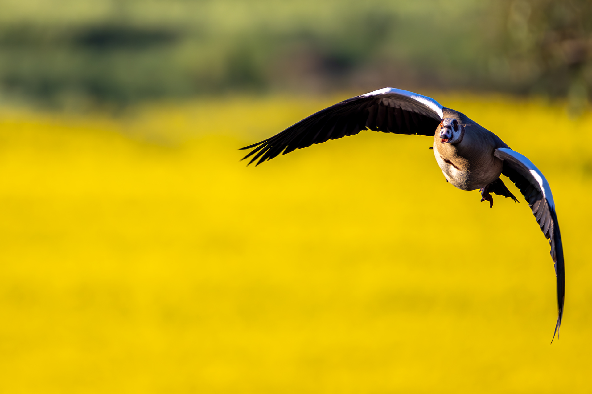 Nilgans