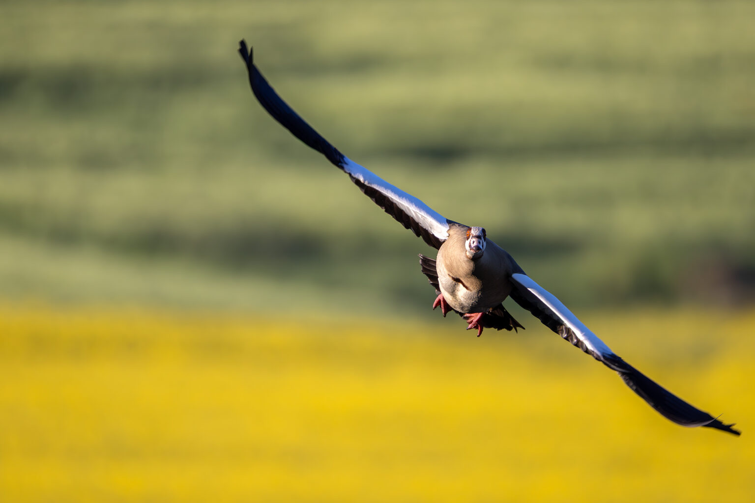 Nilgans