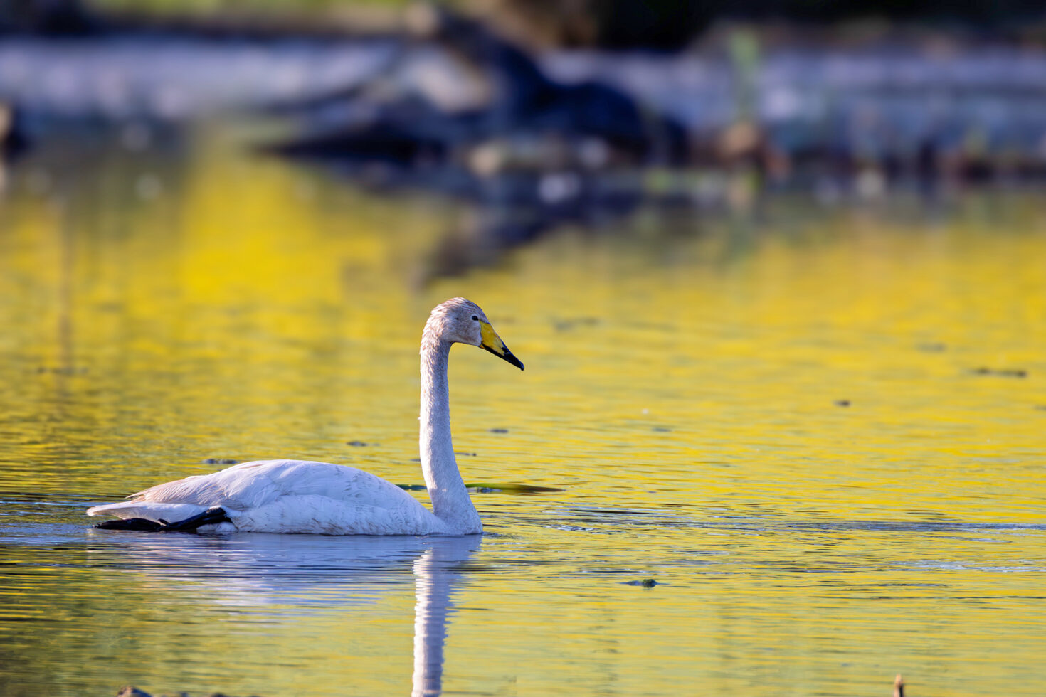 3 Singschwäne haben sich in die Eifel &quot;verflogen&quot;. Auf ihrem Zug vom Nordwesten Europas, wo sie den Winter verbringen, in ihre Brutgebiete nach Skandinavien oder Sibirien ziehen sie eigentlich die Küsten entlang.