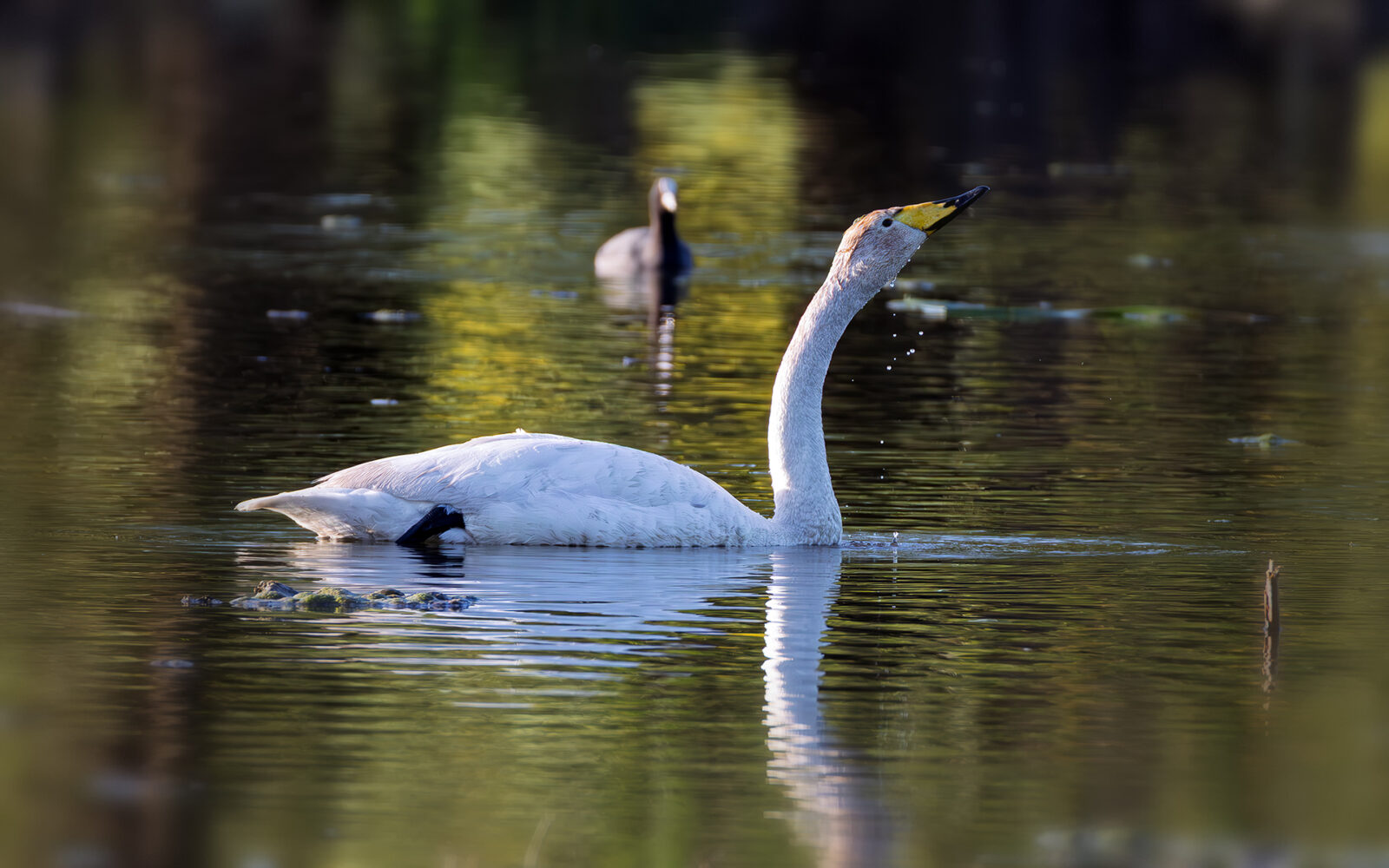 3 Singschwäne haben sich in die Eifel &quot;verflogen&quot;. Auf ihrem Zug vom Nordwesten Europas, wo sie den Winter verbringen, in ihre Brutgebiete nach Skandinavien oder Sibirien ziehen sie eigentlich die Küsten entlang.