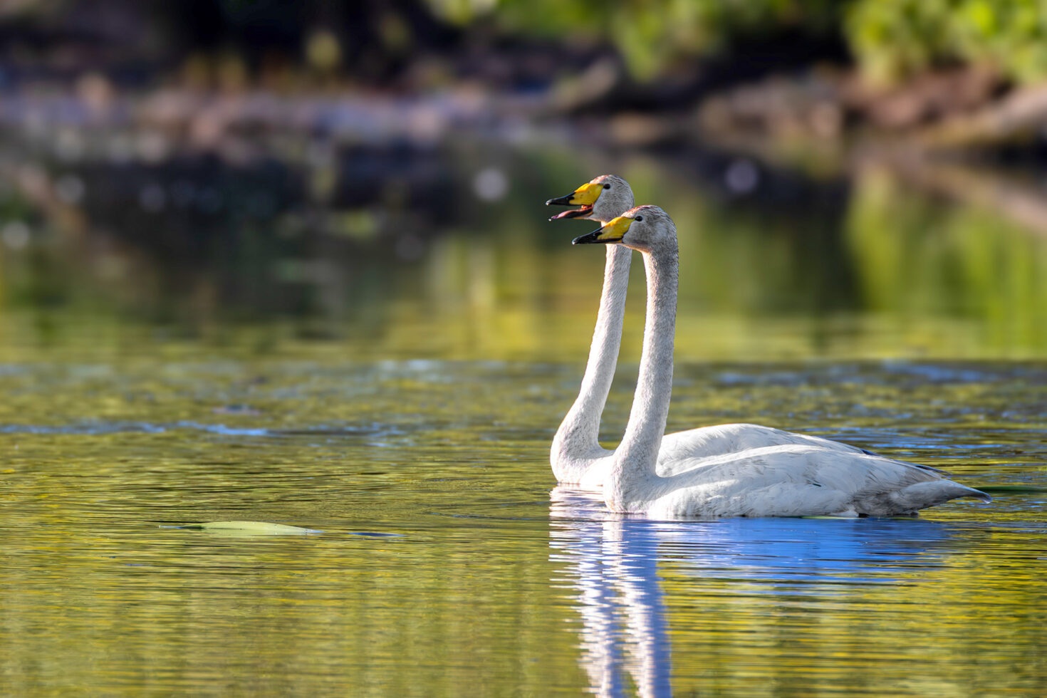3 Singschwäne haben sich in die Eifel &quot;verflogen&quot;. Auf ihrem Zug vom Nordwesten Europas, wo sie den Winter verbringen, in ihre Brutgebiete nach Skandinavien oder Sibirien ziehen sie eigentlich die Küsten entlang.