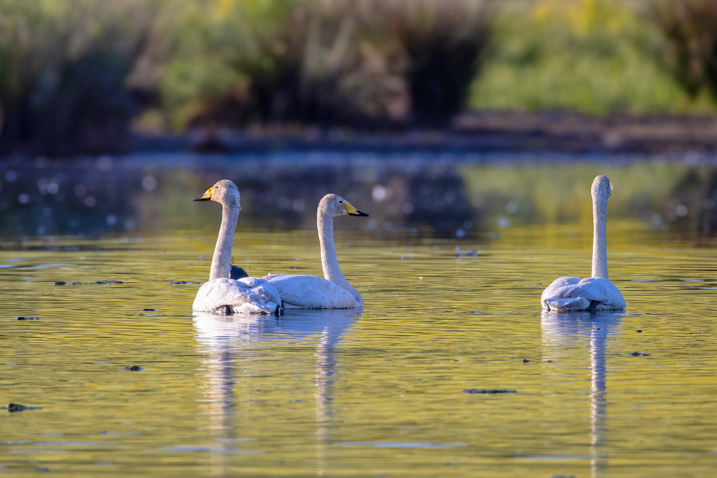 3 Singschwäne haben sich in die Eifel &quot;verflogen&quot;. Auf ihrem Zug vom Nordwesten Europas, wo sie den Winter verbringen, in ihre Brutgebiete nach Skandinavien oder Sibirien ziehen sie eigentlich die Küsten entlang.