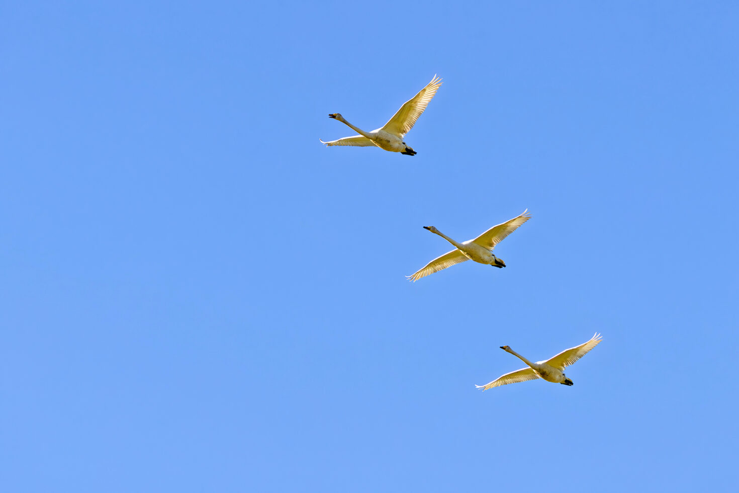 3 Singschwäne haben sich in die Eifel &quot;verflogen&quot;. Auf ihrem Zug vom Nordwesten Europas, wo sie den Winter verbringen, in ihre Brutgebiete nach Skandinavien oder Sibirien ziehen sie eigentlich die Küsten entlang.