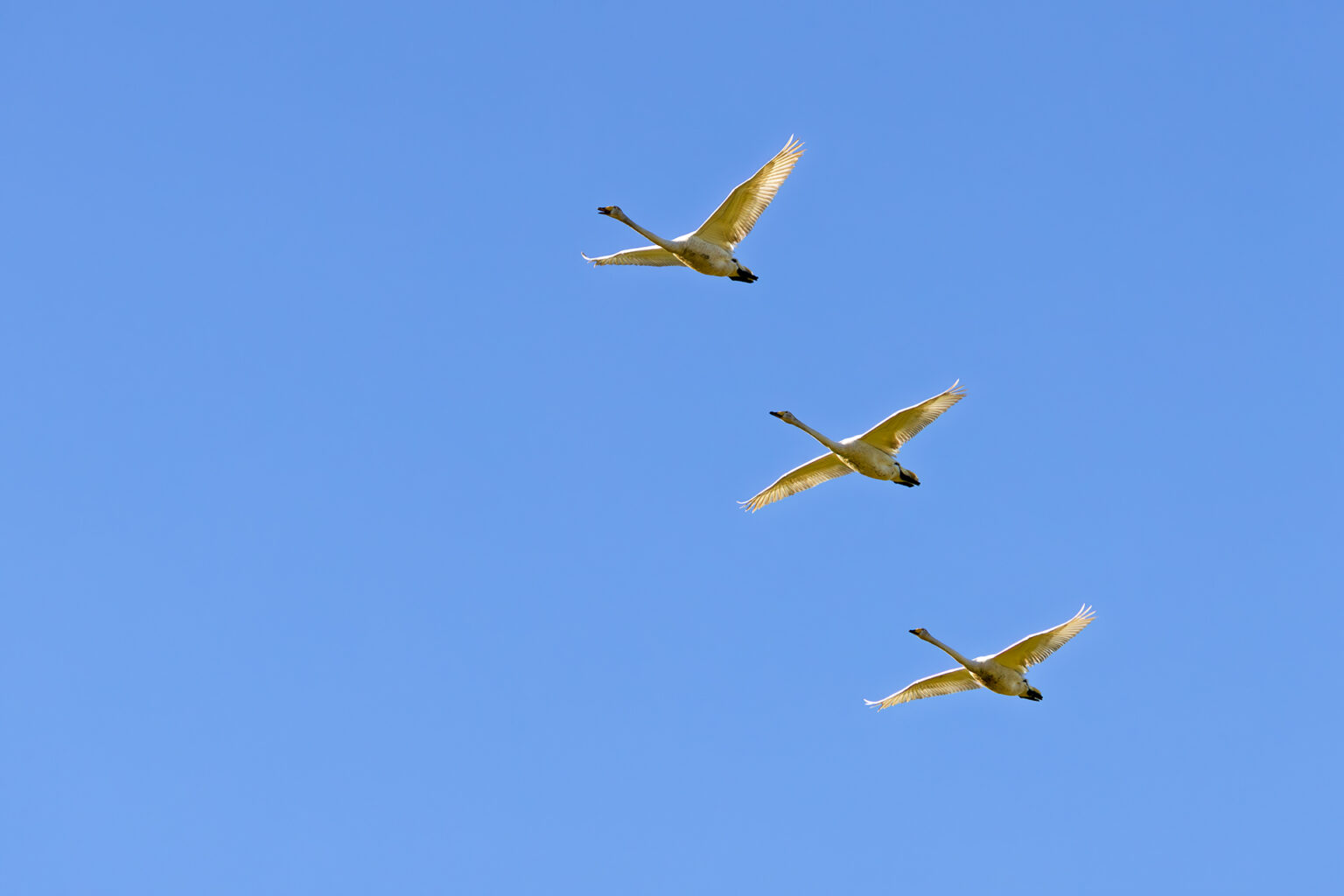 3 Singschwäne haben sich in die Eifel &quot;verflogen&quot;. Auf ihrem Zug vom Nordwesten Europas, wo sie den Winter verbringen, in ihre Brutgebiete nach Skandinavien oder Sibirien ziehen sie eigentlich die Küsten entlang.