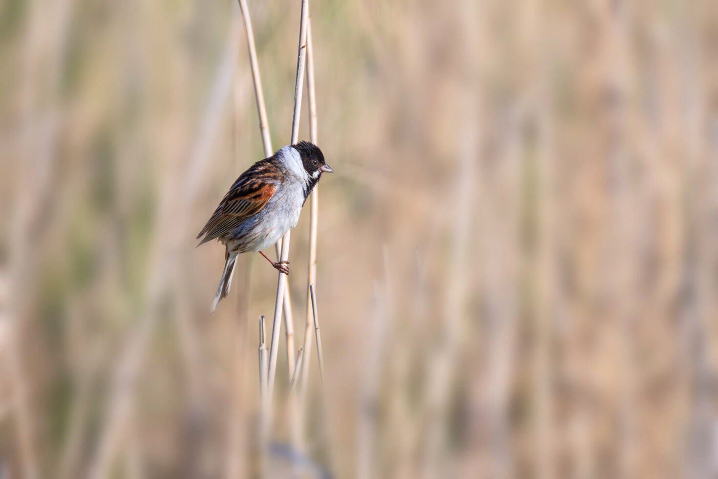 Rohrammer - männlich