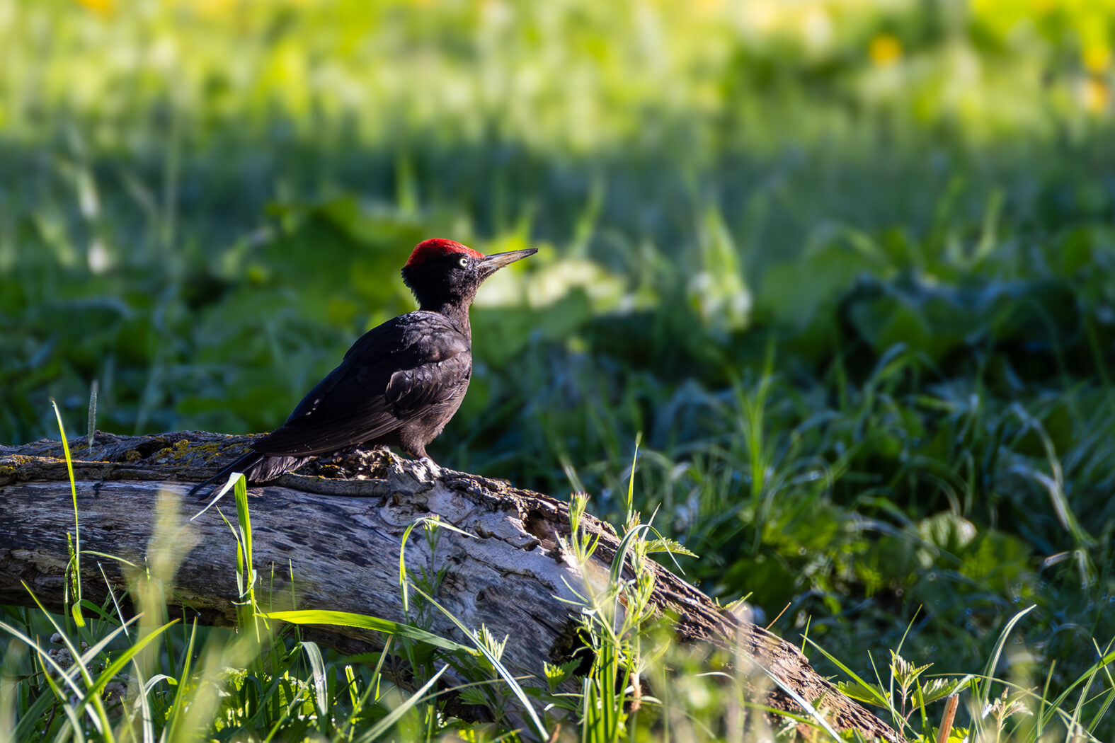 Schwarzspecht - männlich