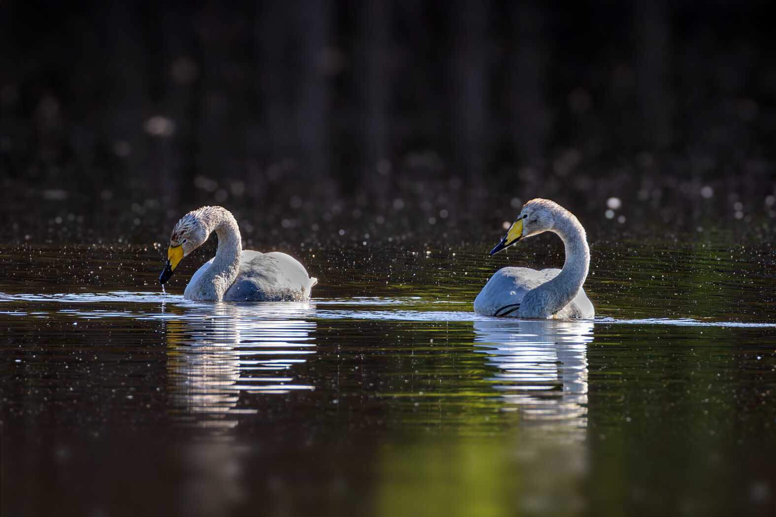 3 Singschwäne haben sich in die Eifel &quot;verflogen&quot;. Auf ihrem Zug vom Nordwesten Europas, wo sie den Winter verbringen, in ihre Brutgebiete nach Skandinavien oder Sibirien ziehen sie eigentlich die Küsten entlang.