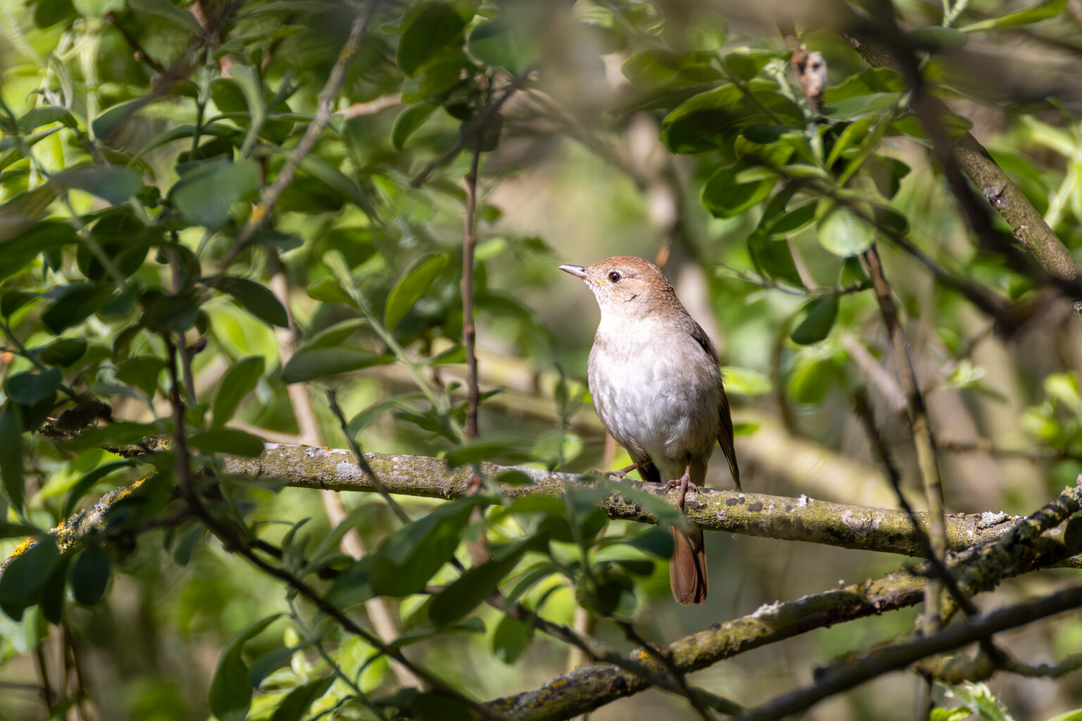 Nachtigall - eine Meisterin der Tarnung. Ca. 30 Minuten habe ich in den Baum gestarrt bis ich sie endlich gesehen habe.