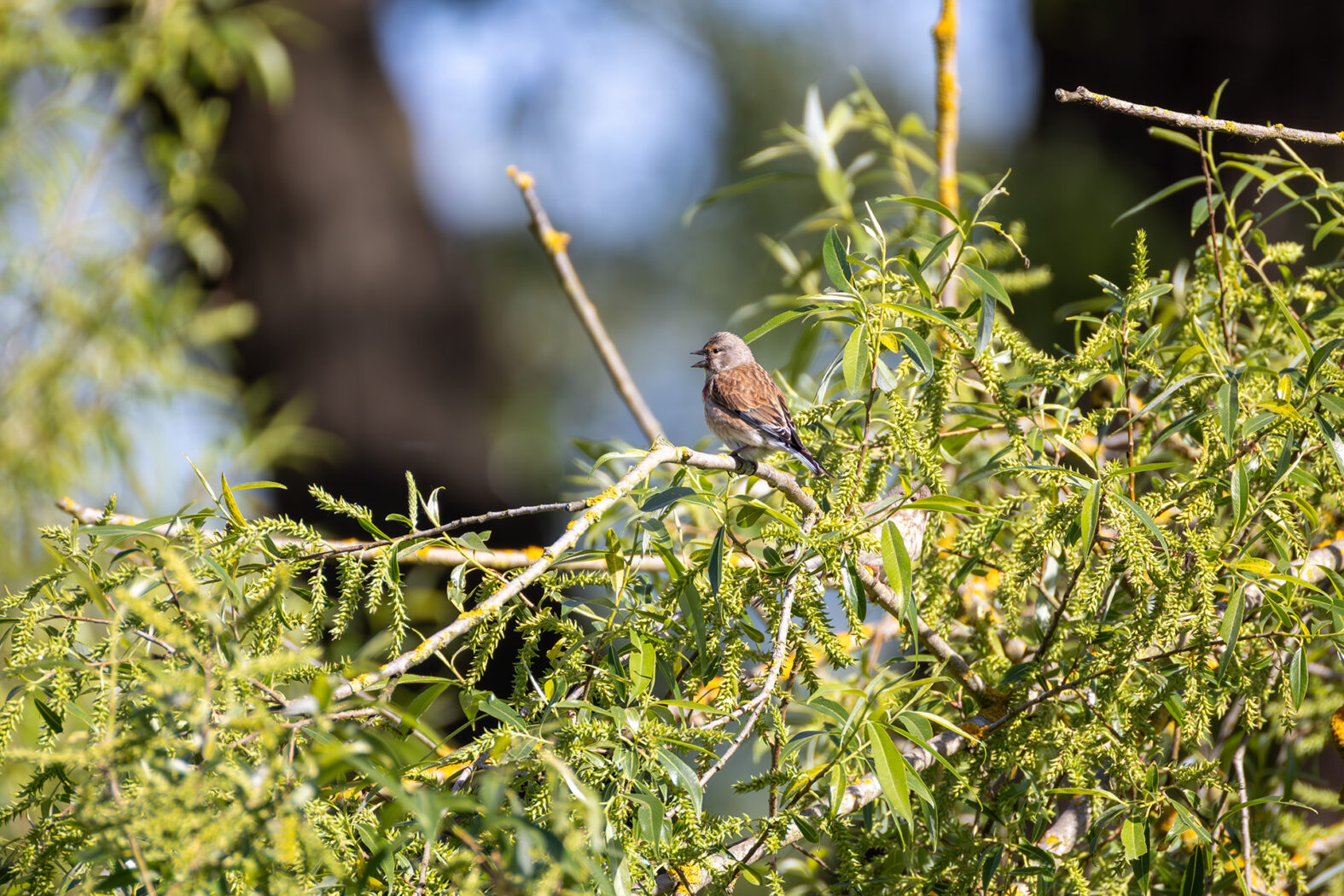 Bluthänfling - männlich