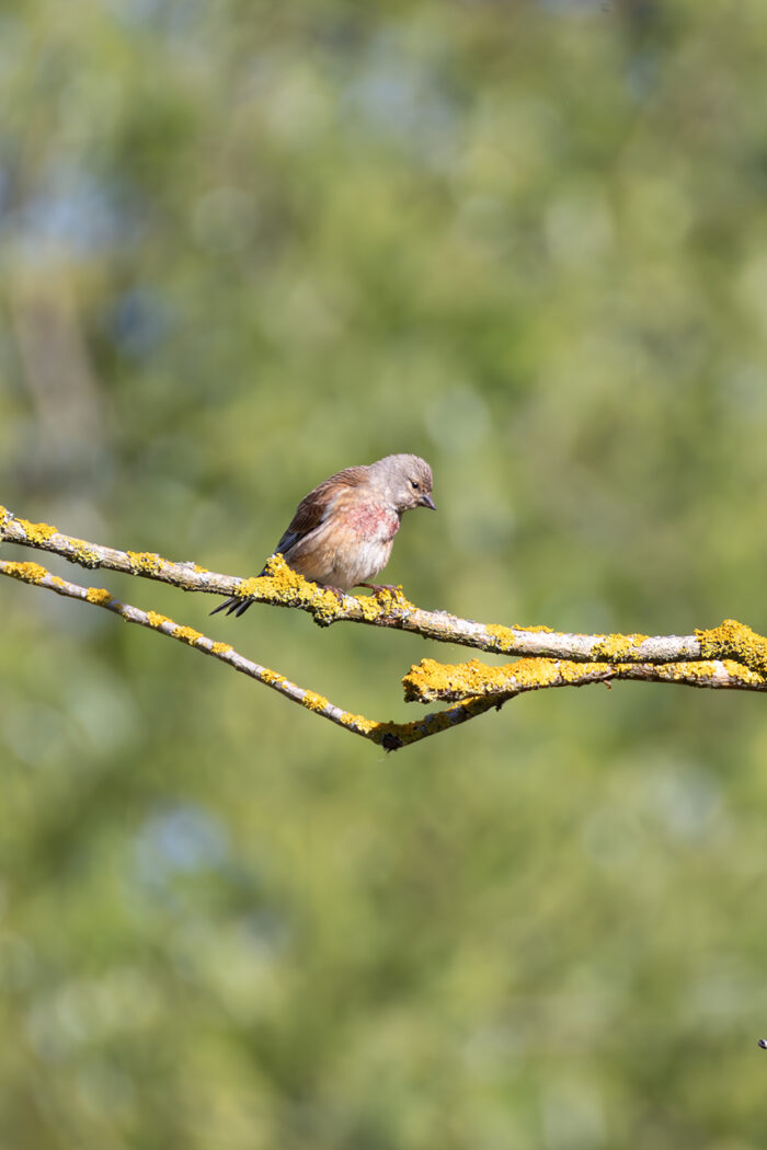 Bluthänfling - männlich