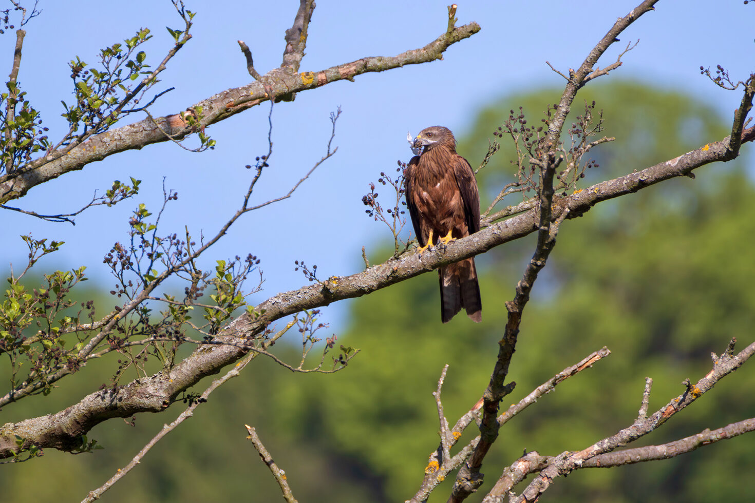 Schwarzmilan mit Nistmaterial im Schnabel