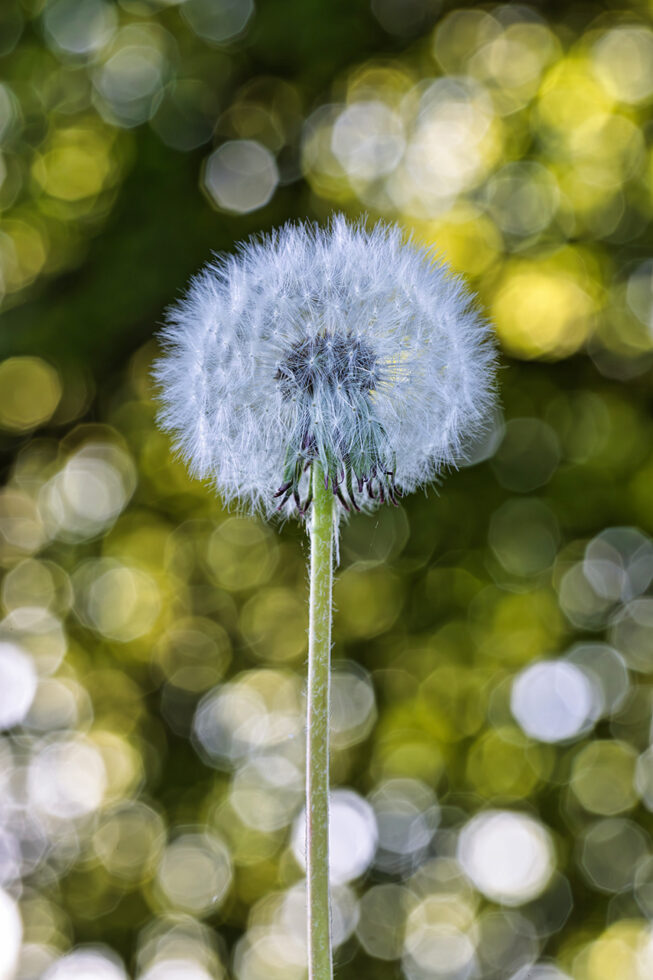Pusteblume