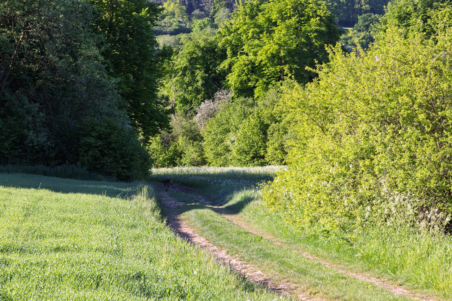 Ricke mit Kitz und einer Amsel. Leider hatte ich das Makro auf der Kamera und war zu weit entfernt.