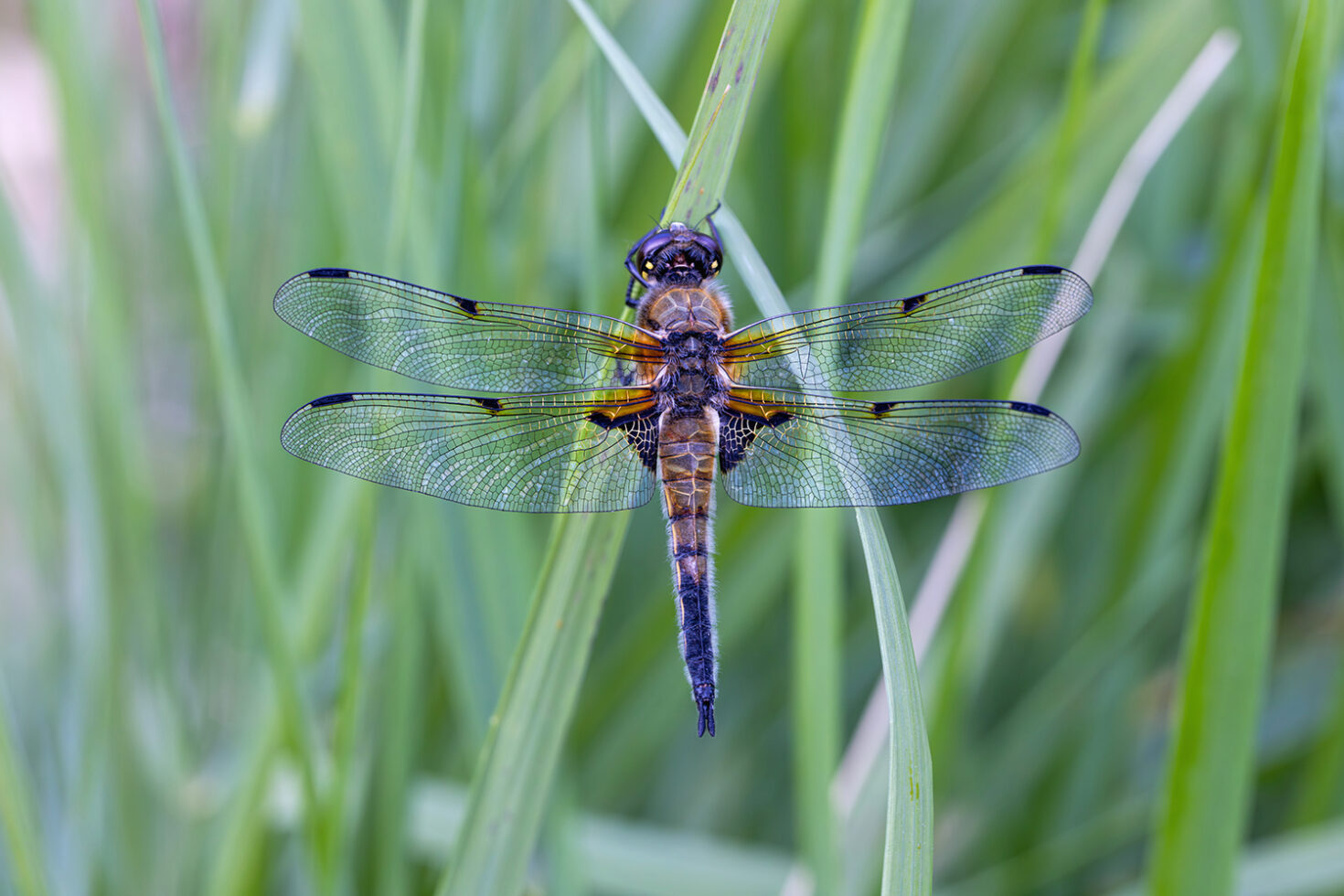 Vierfleck - männlich
