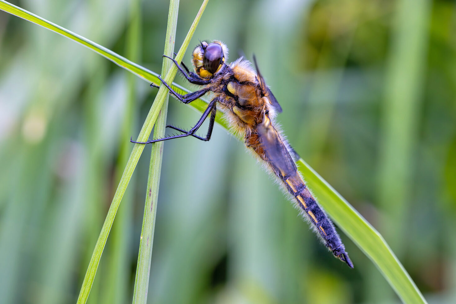 Vierfleck - männlich