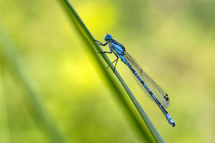 Gemeine Becherjungfer - männlich
