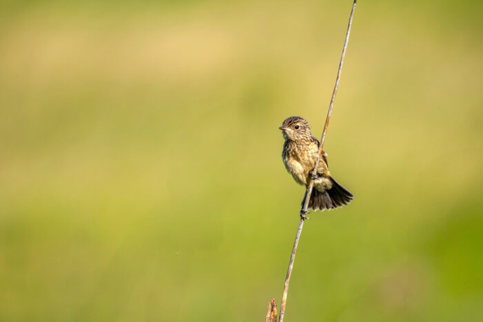 Schwarzkehlchen - Jungtier
