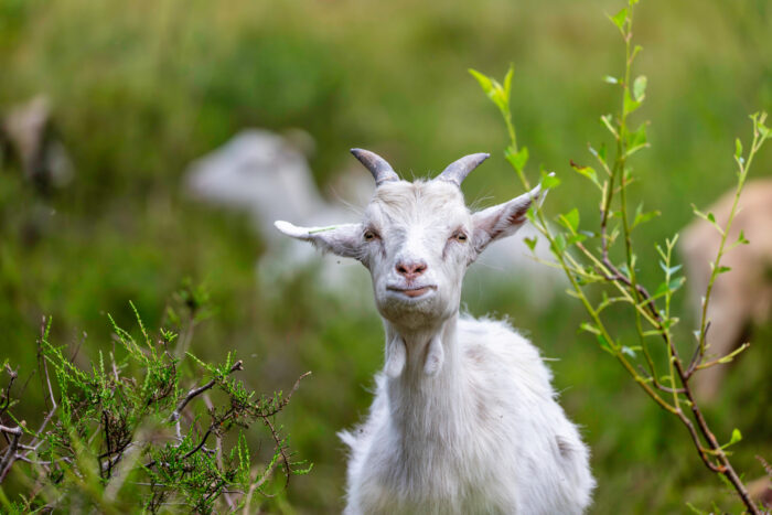 Ein tierischer Landschaftspfleger in der Wahner Heide