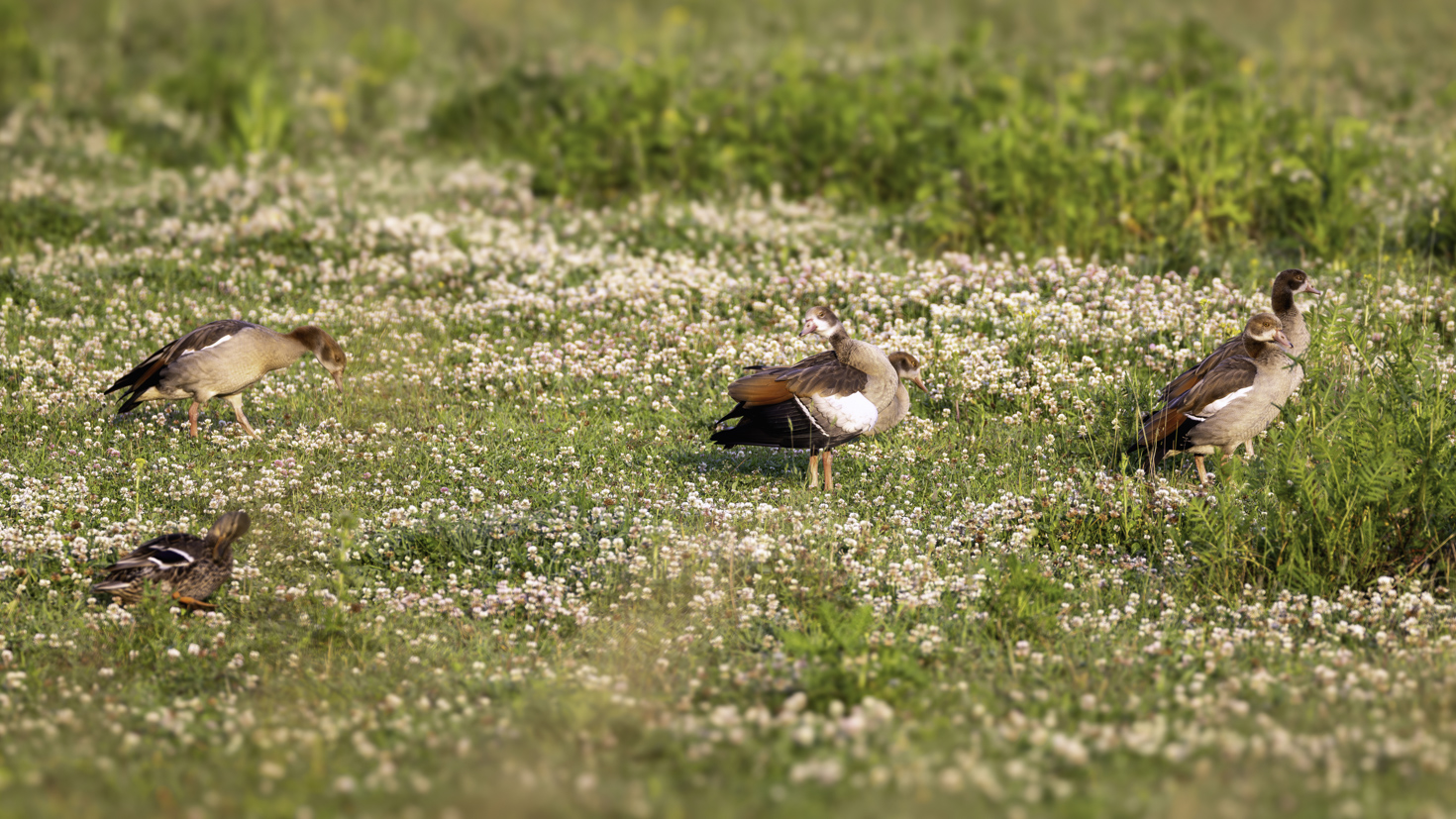 Junge Nilgänse