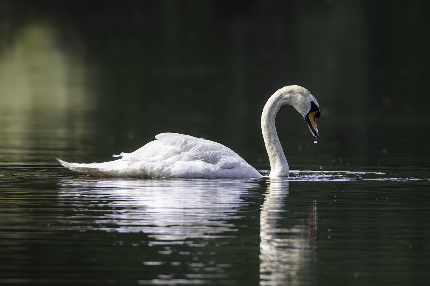 Höckerschwan