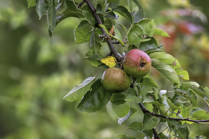 Marienkäfersuchbild