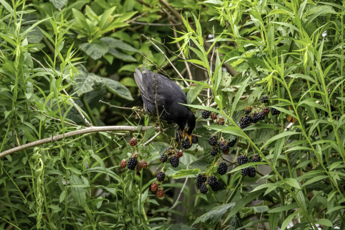 Herr Amsel nascht von den Brombeeren