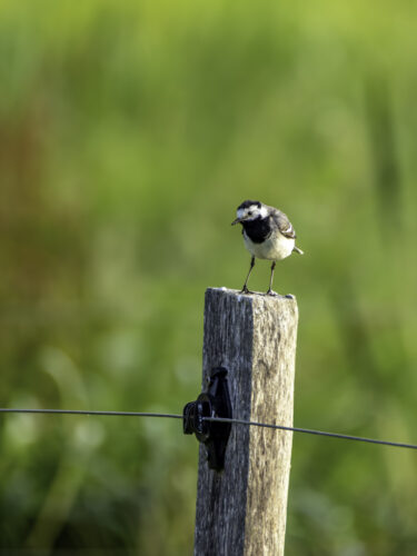 Zaunwächter  (Bachstelze)