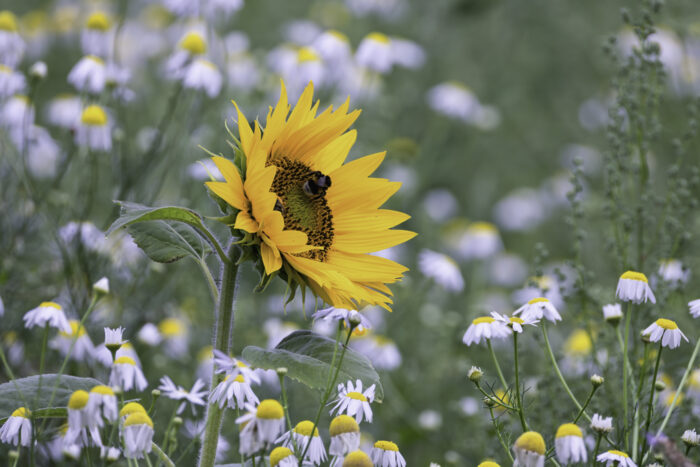 Sonnenblume zwischen Kamille