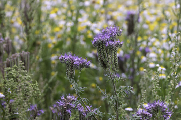 Phacelia - auch Bienenfreund genannt