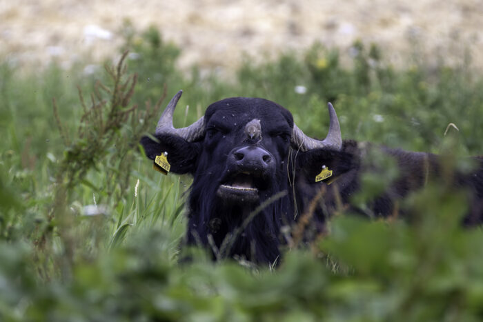 Junger Star auf Karpatenbüffel