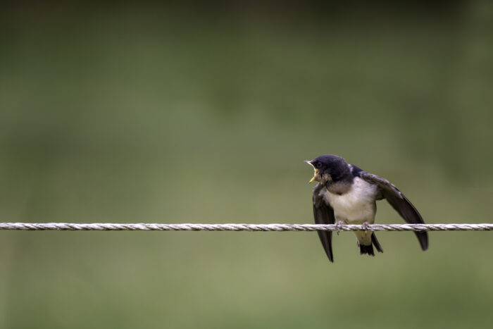 Bettelnde junge Rauchschwalbe