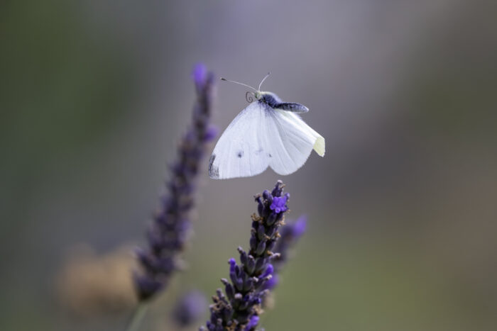 Kleiner Kohlweißling