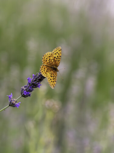 Brombeer-Perlmuttfalter