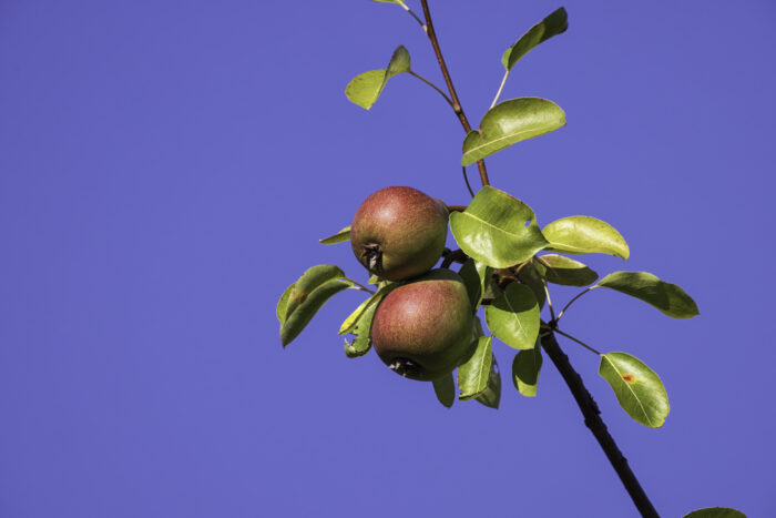 2025-07-FCa-129-Birnen Birnen an einem alten Birnbaum