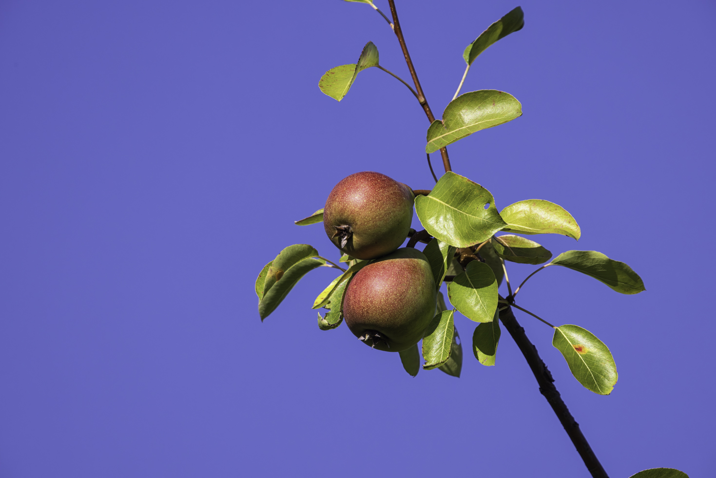 Birnen an einem alten Birnbaum
