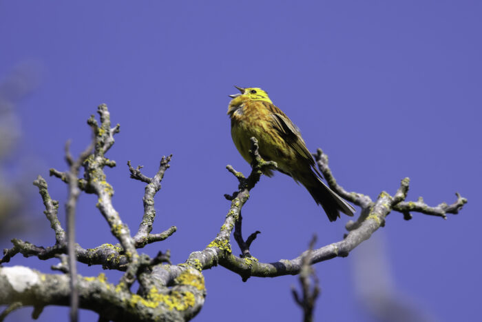 2025-07-FCa-130-Goldammer Die Goldammer hört man schon immer von Weitem ihr unverkennbares Liedchen singen