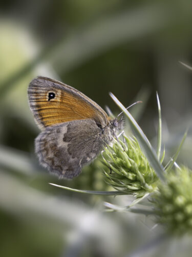 2025-07-FCa-133-Kleines-Wiesenvoegelchen Kleines Wiesenvögelchen