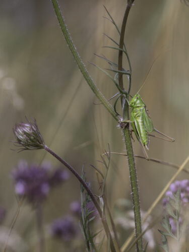 2025-07-FCa-134-Gruenes-Heupferd-maennlich Grünes Heupferd - männlich