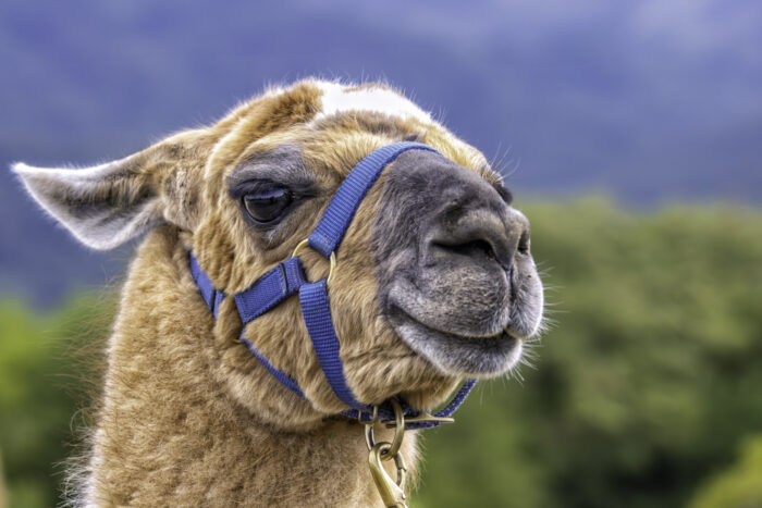 2025-07-FCa-135-Lama Einer der tierischen Teilnehmer einer Lama-Wanderung auf dem Rodderberg