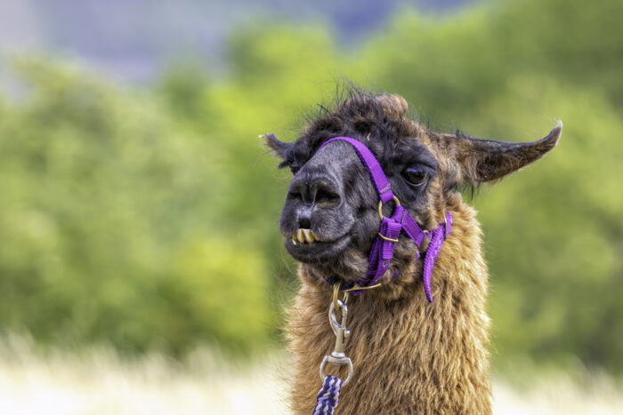 2025-07-FCa-136-Lama Einer der tierischen Teilnehmer einer Lama-Wanderung auf dem Rodderberg