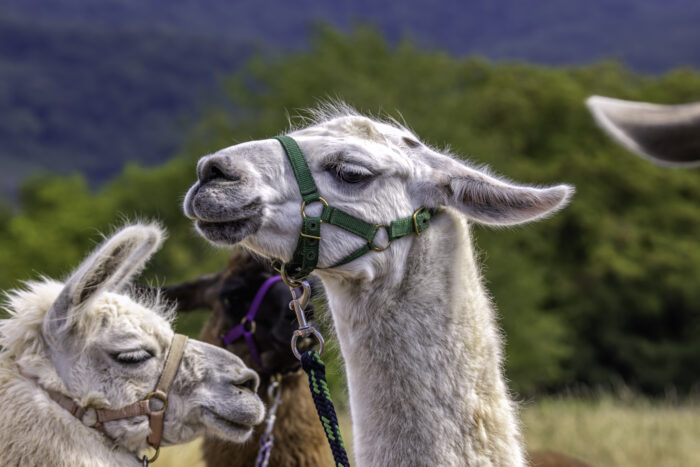 2025-07-FCa-137-Lamas Tierische Teilnehmer einer Lama-Wanderung auf dem Rodderberg