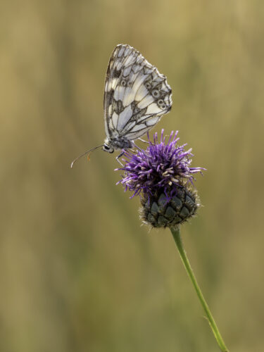 2025-07-FCa-139-Schachbrettfalter Schachbrettfalter