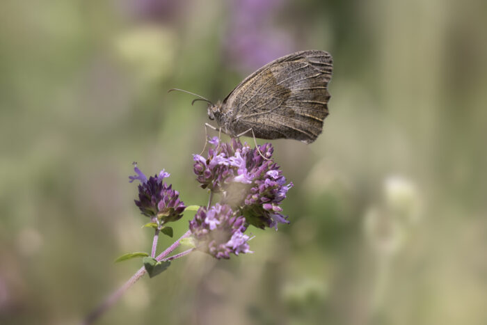 2025-07-FCa-141-Grosses-Ochsenauge Großes Ochsenauge