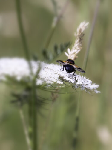 2025-07-FCa-142-Gemeine-Waldschwebfliege-Gemeine-Hummel-Schwebfliege Gemeine Waldschwebfliege auch Gemeine Hummel-Schwebfliege genannt