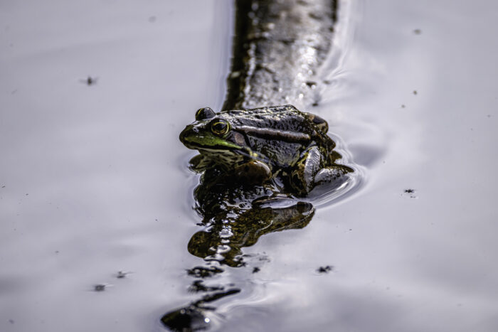 Wasserfrosch - nicht näher bestimmt