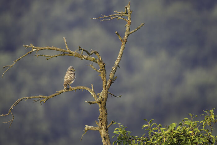 2025-07-FCa-151-Steinkauz Steinkauz